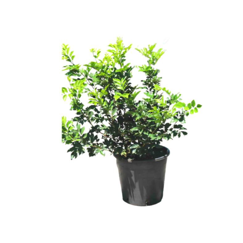 Murraya paniculata