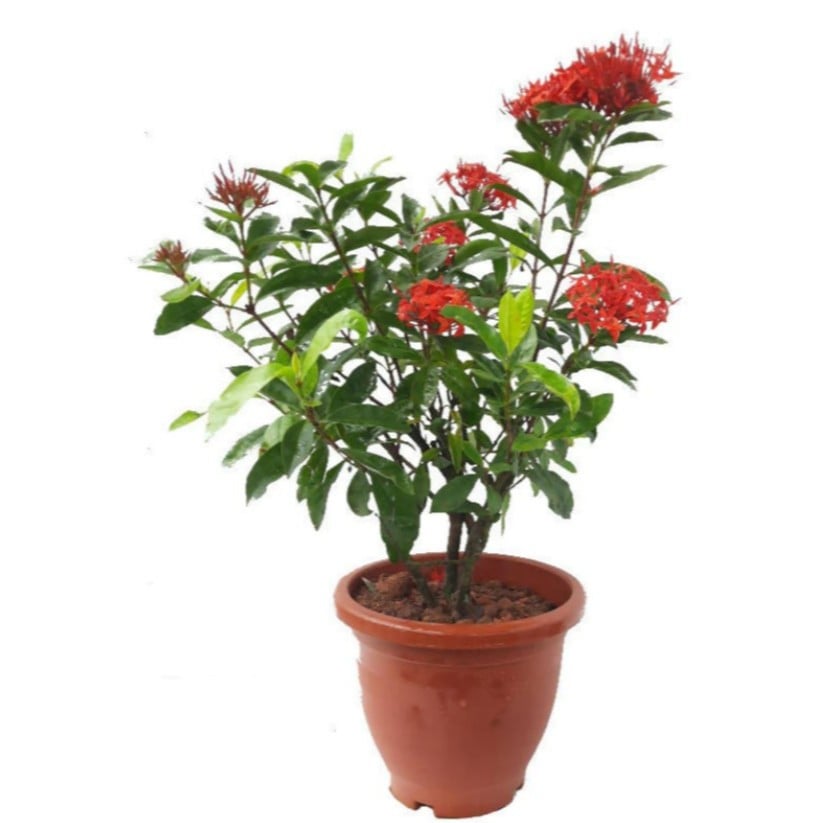 Ixora
