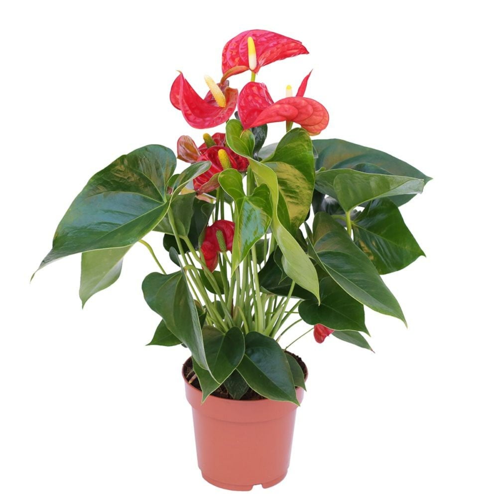 Anthurium Royal Red