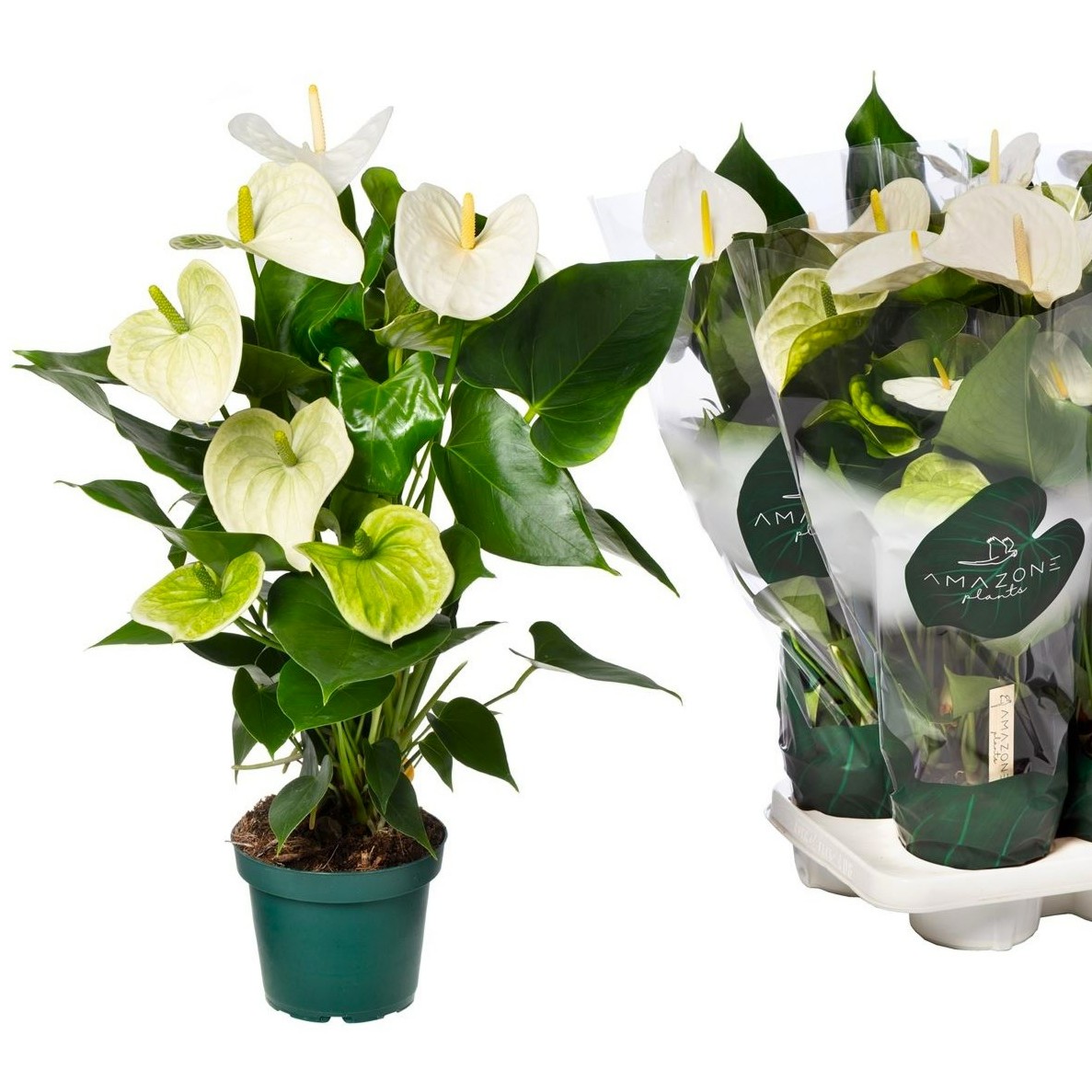 Anthurium Andr