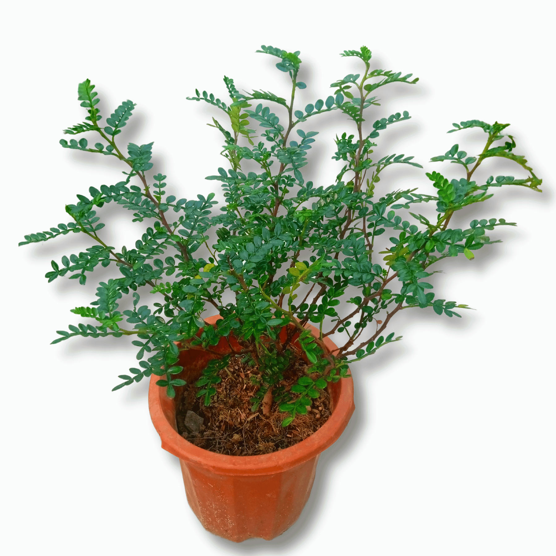 Zanthoxylum