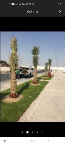 نخيل