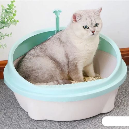 cat letter box