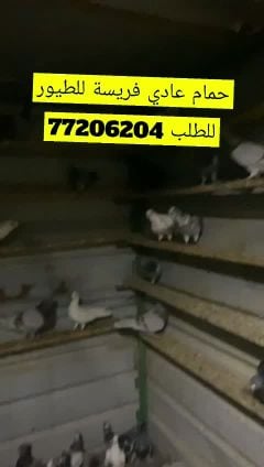 حمام عادي جمبو فريسة للطيور
