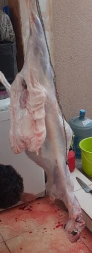 قصاب خرفان وماعز