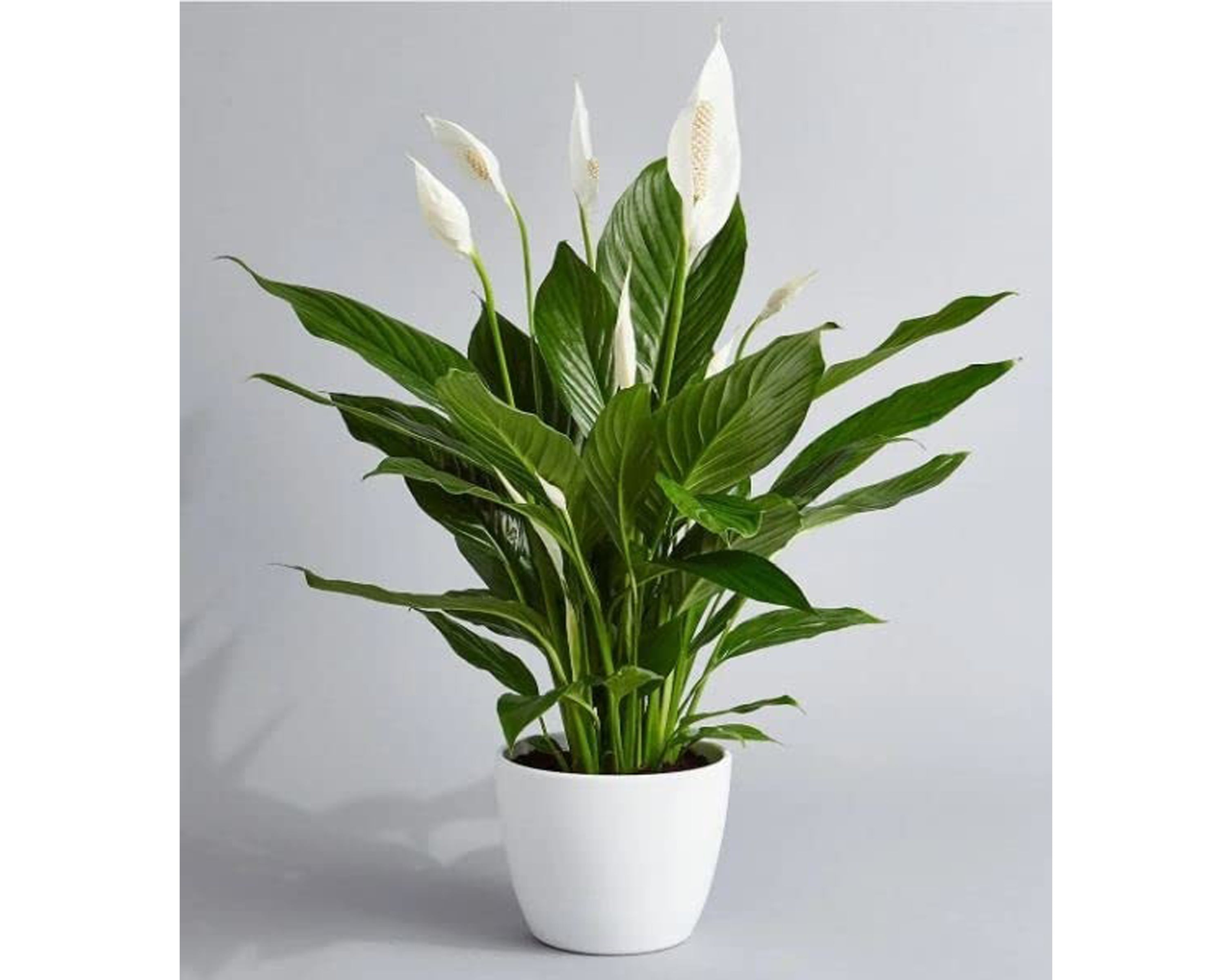 Peace Lily Sweet Chico