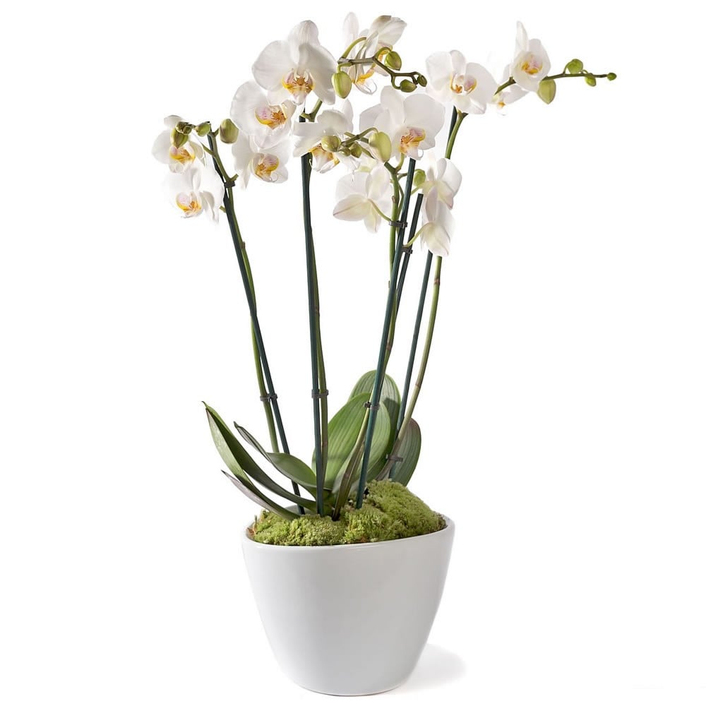 Phalaenopsis Orchid  White