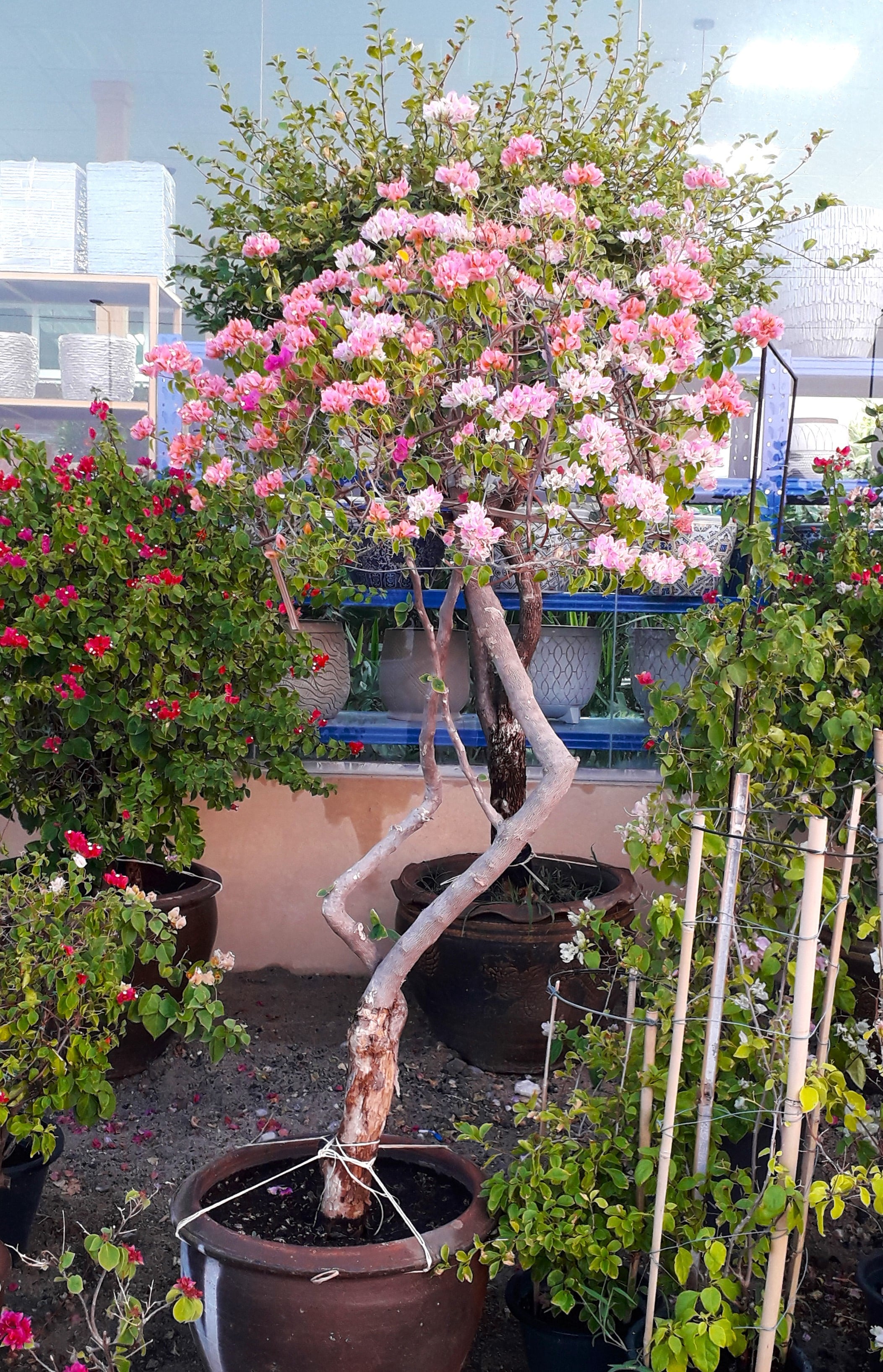 Bougainvillea Light Pink