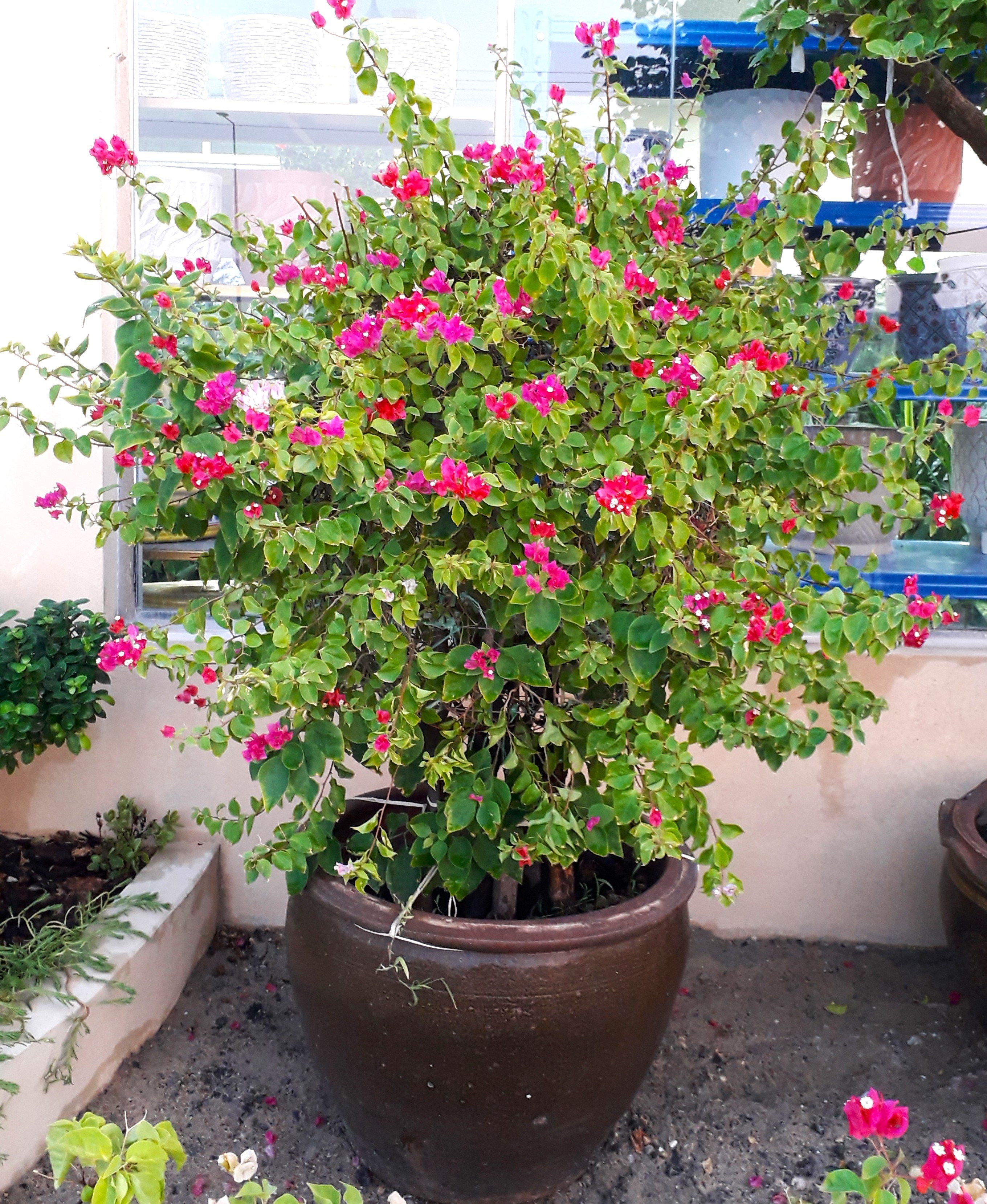 Bougainvillea Mix Color
