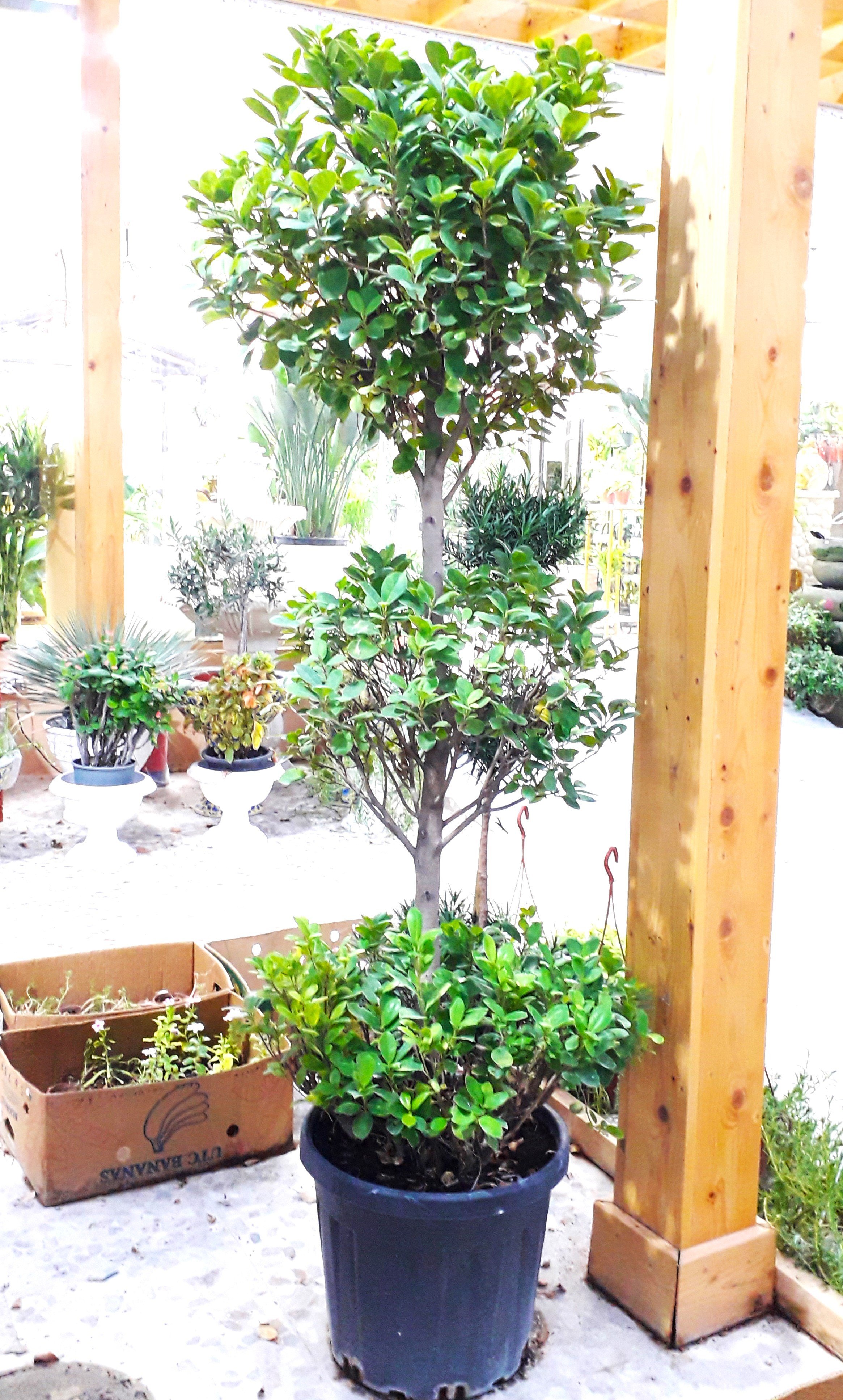 Ficus Panda 3 Layer