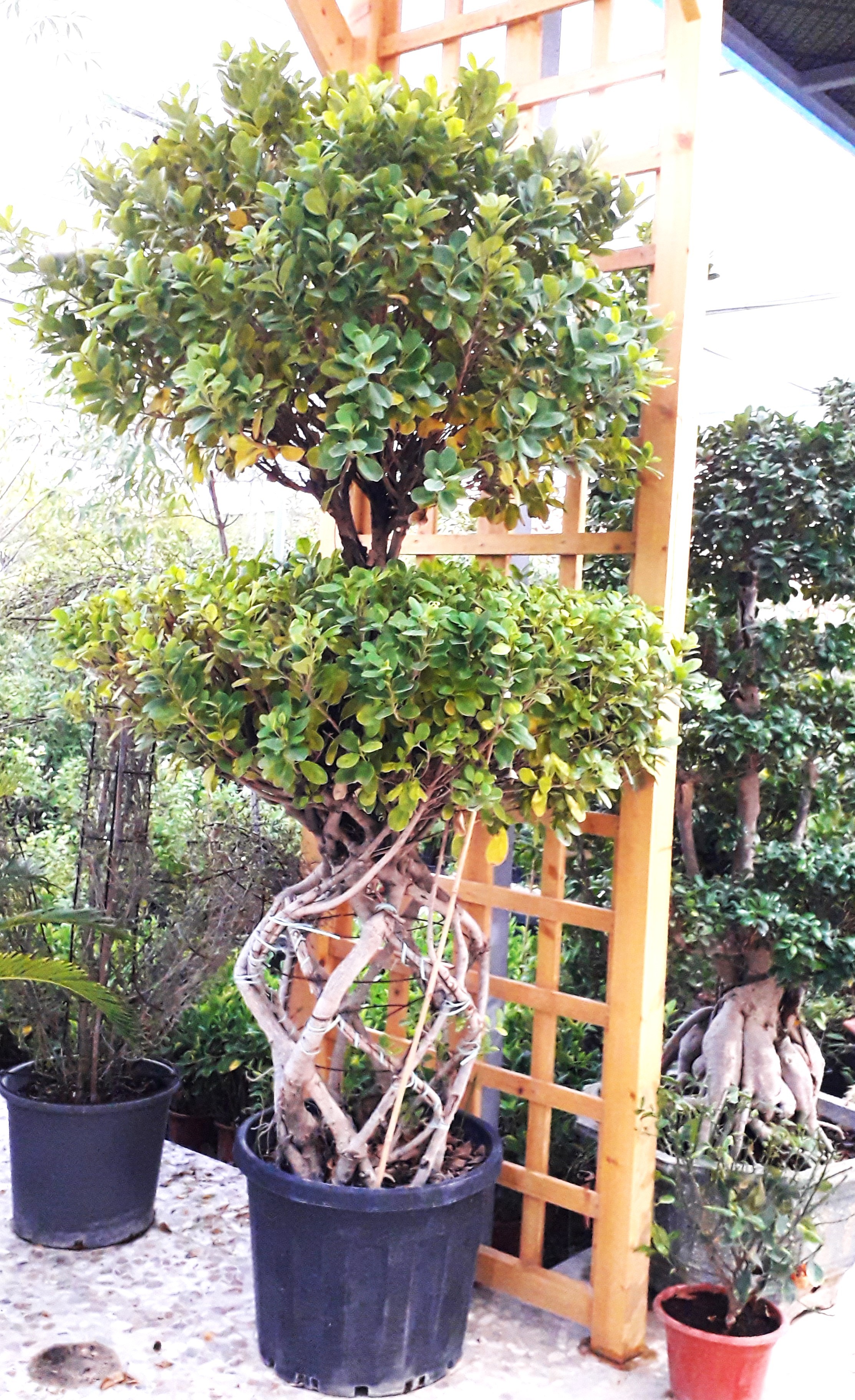 Ficus Panda 2 Layer