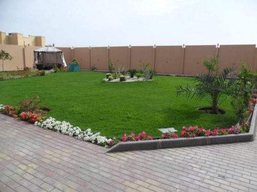 زراعة العشب الاخضر