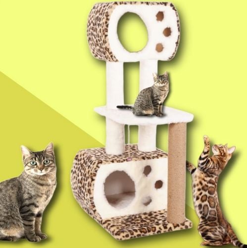 cat satand