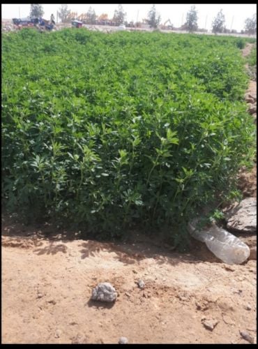 ترتيب وزراعة العزب والمزارع