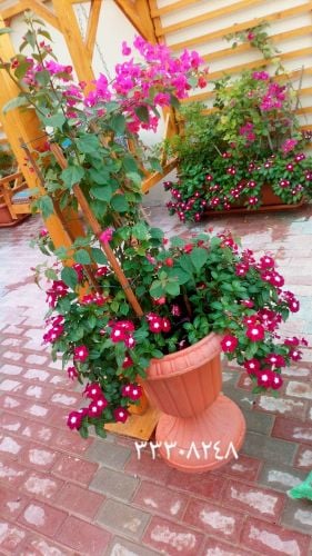 ورد وزراعة احواض وعمل الحدائق