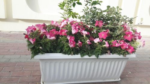 شتلات واحواض