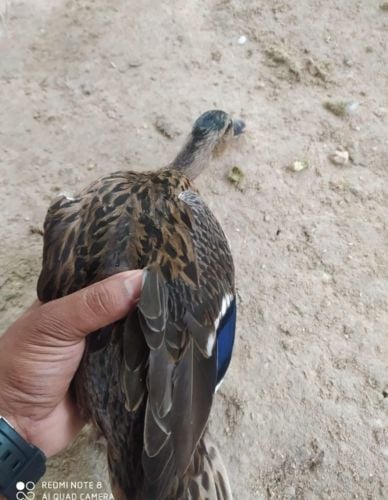 فرار لتديب الصقور