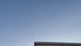 حمام باكستاني للبيع