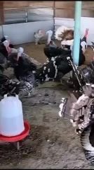 ديوك رومي