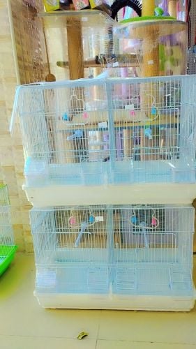 birds cages