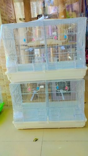 Cenariy birds