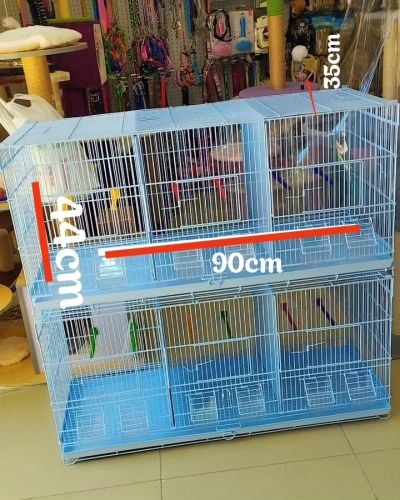 cenarey birds