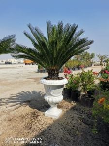 Cycas Plant With Fiber Stand Pot