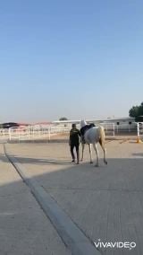 البطل اسلام الفرعون