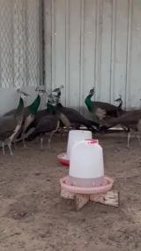 peacock