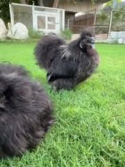 Black slky
