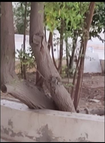 تقطيع جميع الأشجار وتنظيفها