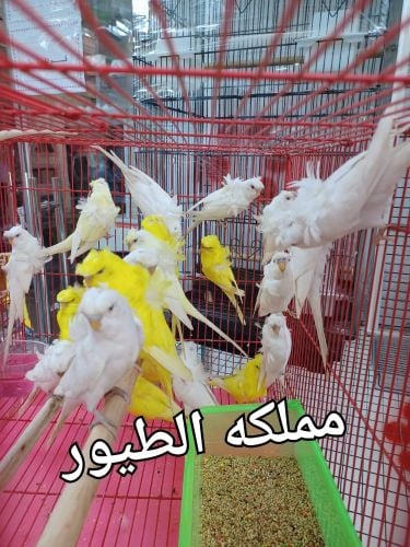 هوجو رومو