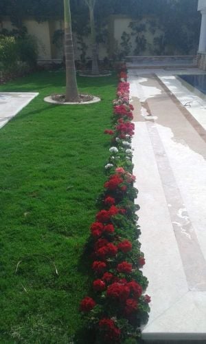 صيانه للحدائق تنظيف وترتيب شهري
