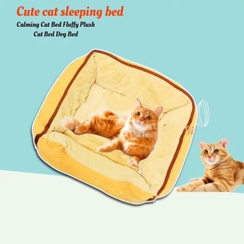 cat selling beds