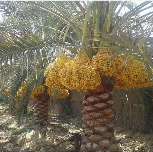 شتالات بالتمر 