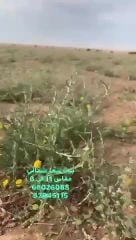 شمالي 11 في 6