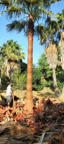 زراعة نخل الزينة
