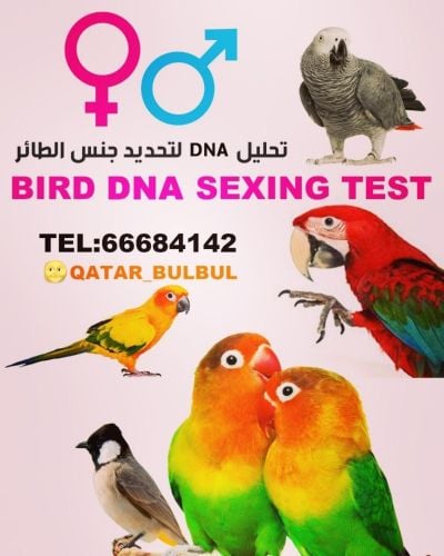 فحص جميع الطيور لتحديد الجنس