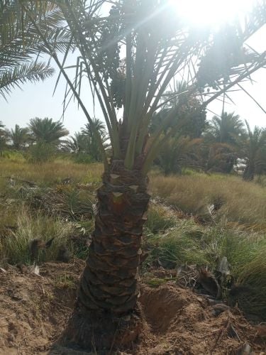 ترتيب وتلقيح النخيل