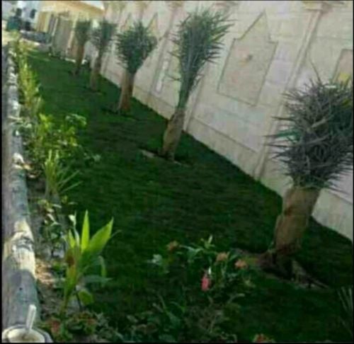 زراعه النخيل