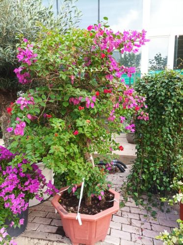 زراعه الجوهنميه