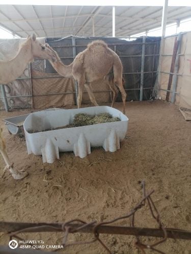 مفرود فل شحم