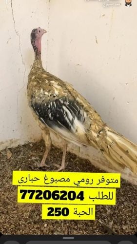 رومي مصبوغ على شكل حبارى