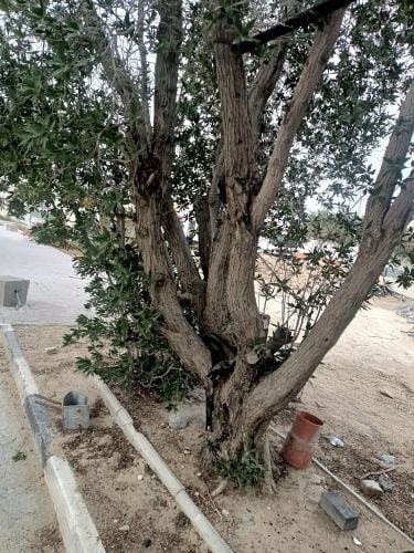 المنصورى