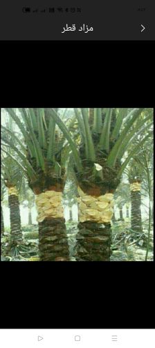 تنظيف النخيل والحديقة
