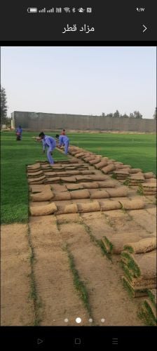 حشيش طبيعي للبيع