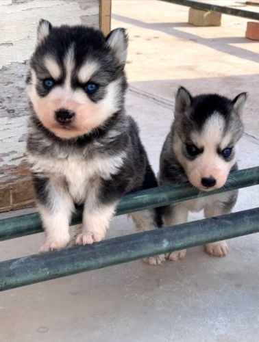 pure husky for sale