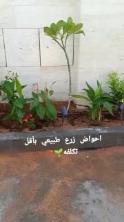 أحواض زرع طبيعي بأقل تكلفة