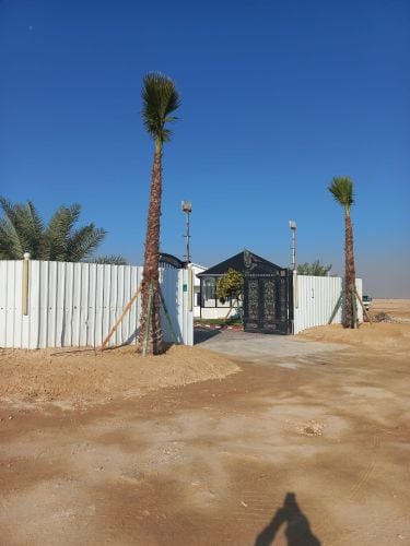 زراعة تكريب الواشنطونيا