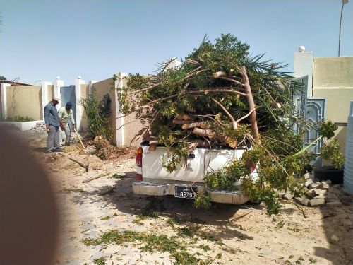 تقطيع الأشجار وقص الحشيش